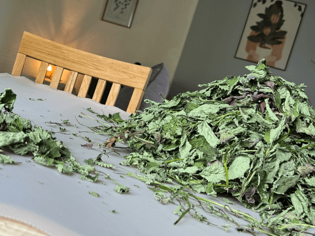 Tisane Mélisse bio