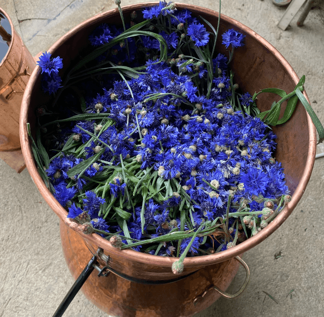 Hydrolat Bleuet bio