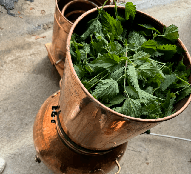 Hydrolat Mélisse officinale bio